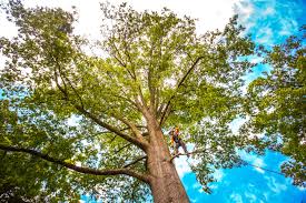 Best Lawn Grading and Leveling  in Pleasant Grove, AL