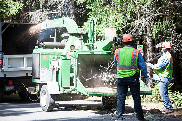 Best Fruit Tree Pruning  in Pleasant Grove, AL